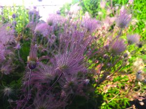 Prairie Smoke