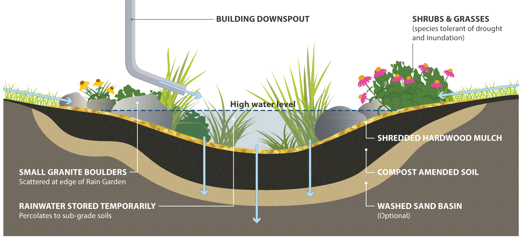 Rain garden cross section