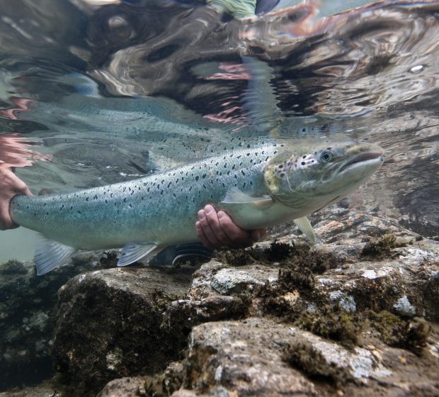 Salmon in Toronto and GTA Waters