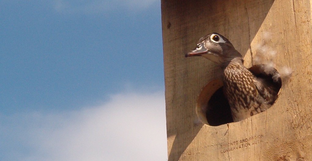 duck in a wooden shelter