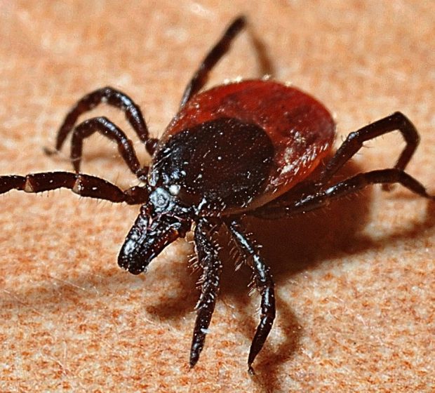 Should I Be Worried About Ticks in Toronto?