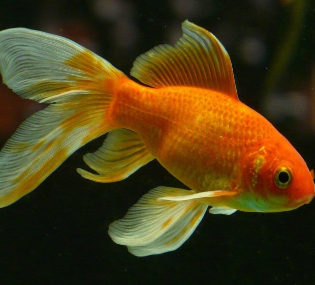 Why Are There Goldfish in Toronto Waterways?