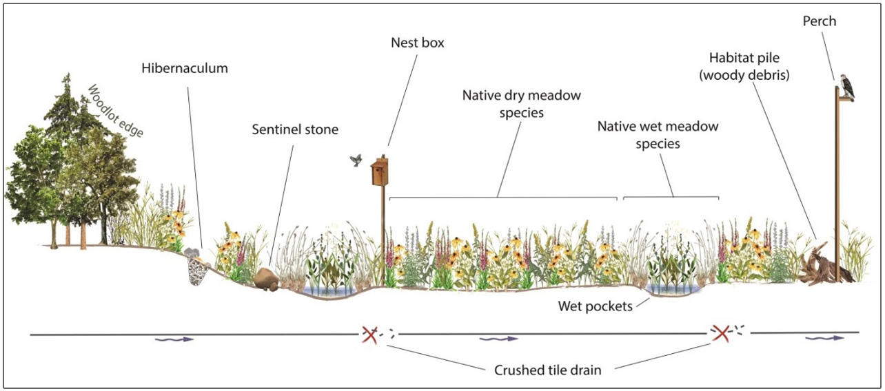 diagram of meadow cross-section