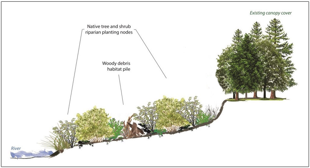 cross-sectional diagram of Riparian planting