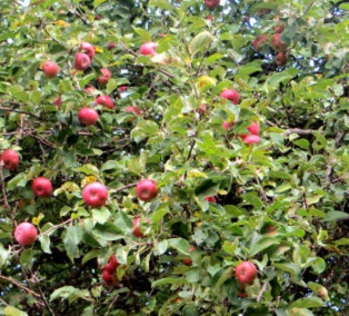 apple tree