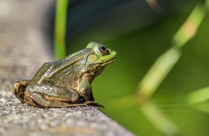 Frog Watch @ Heart Lake Conservation Area