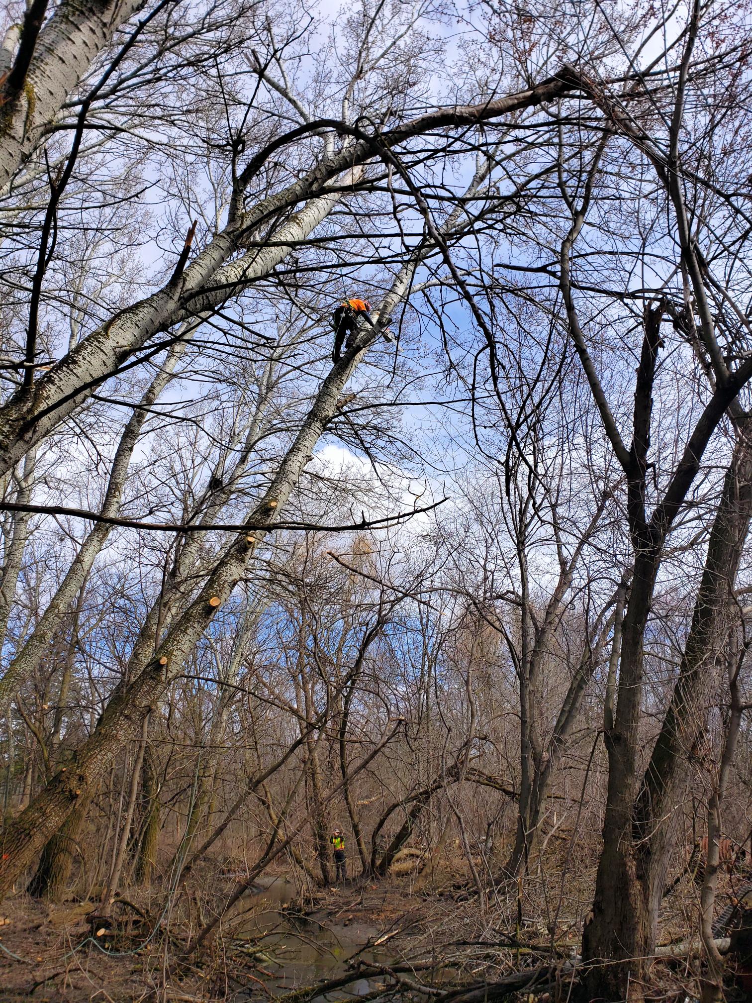 TRCA crew member conducting tree removal work