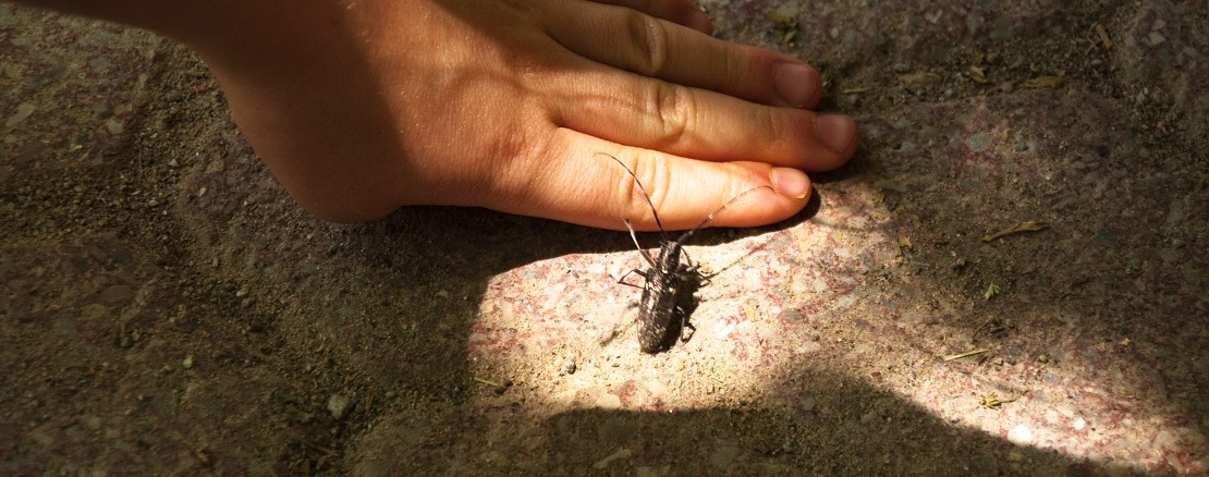 insect crawls on hand of child