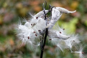 Saving Seeds: From Gathering to Sharing @ Online Webinar - General Audience