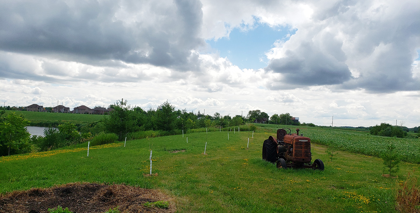 tree planting project in progress on rural property