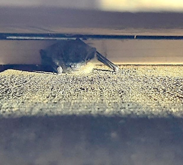 Introducing TRCA’s “Bat Detectives”!