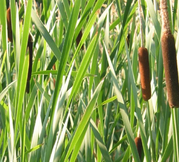 TRCA Response to the Provincial Minister’s Zoning Order (MZO) Regarding Durham Live