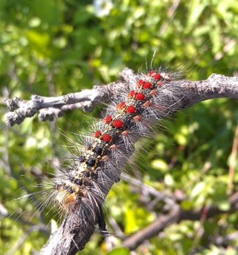 LDD moth caterpillar