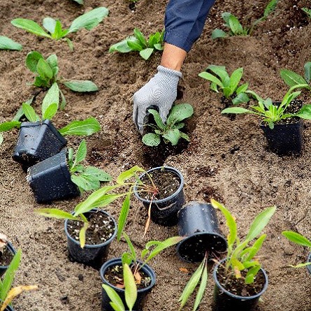 West Bolton SNAP Green Home Makeover homeowners and neighbours plant native species on their property