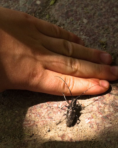summer camper studies insect at Kortright Centre