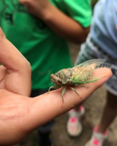summer campers study insects at Claireville Conservation Area