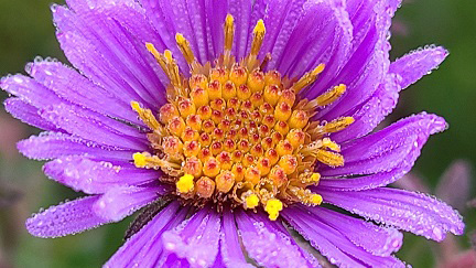 aster blooms in meadow area of Oak Ridges Corridor Conservation Reserve Oak Ridges 