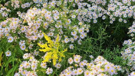 asters bloom in meadow area of the Oak Ridges Conservation Reserve