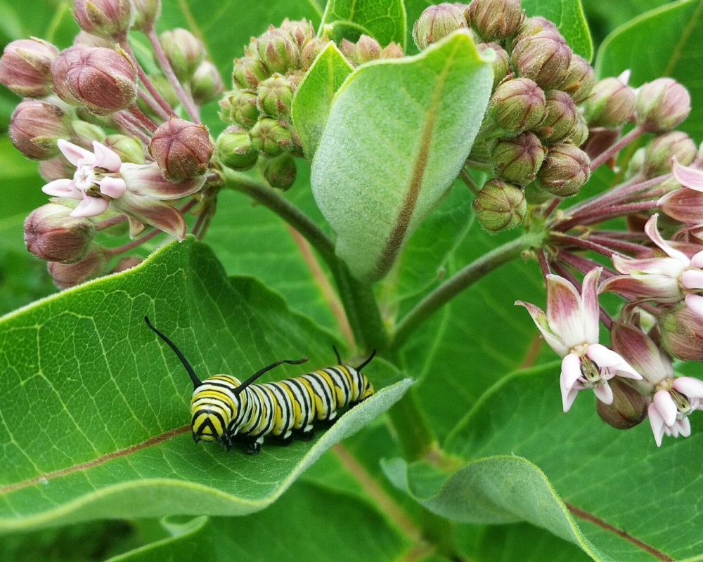 monarch butterfly caterpillar on leaf of milkweed plant