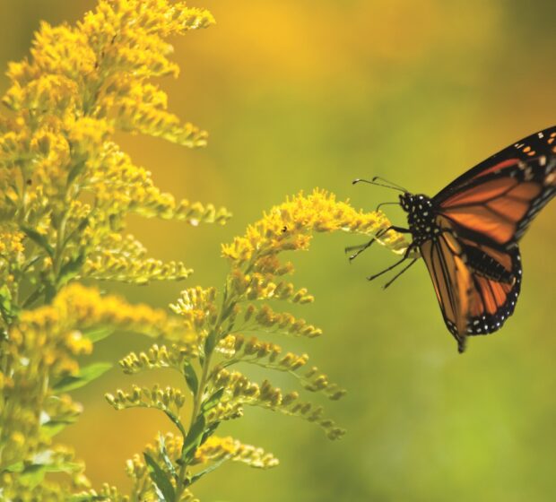 National Flight of the Monarch Day