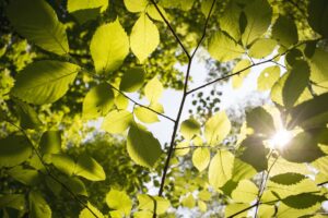 Life of a Tree @ Online