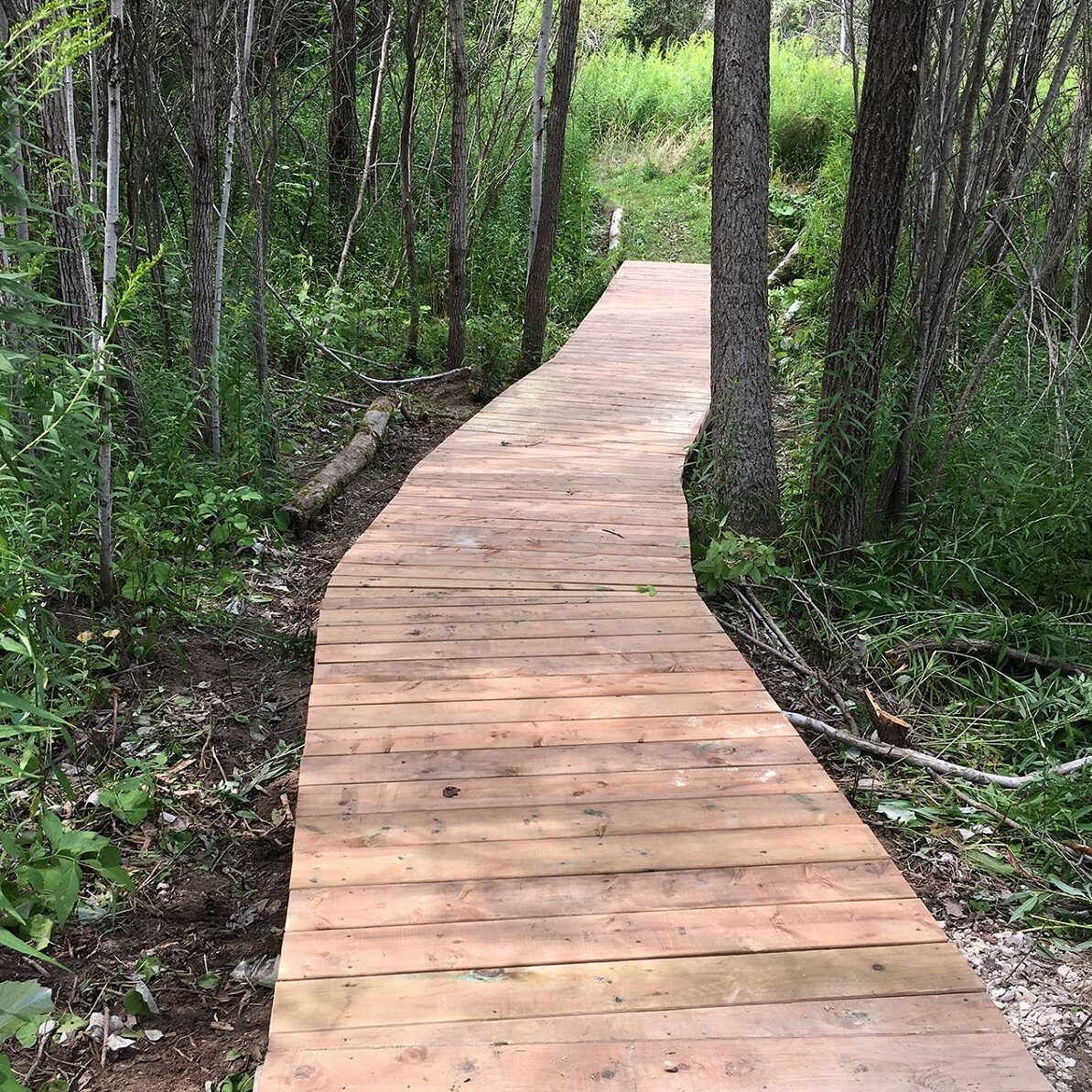 forest trail boardwalk constructed by participants in TRCA Girls Can Too program