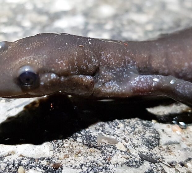 The Search for Salamanders