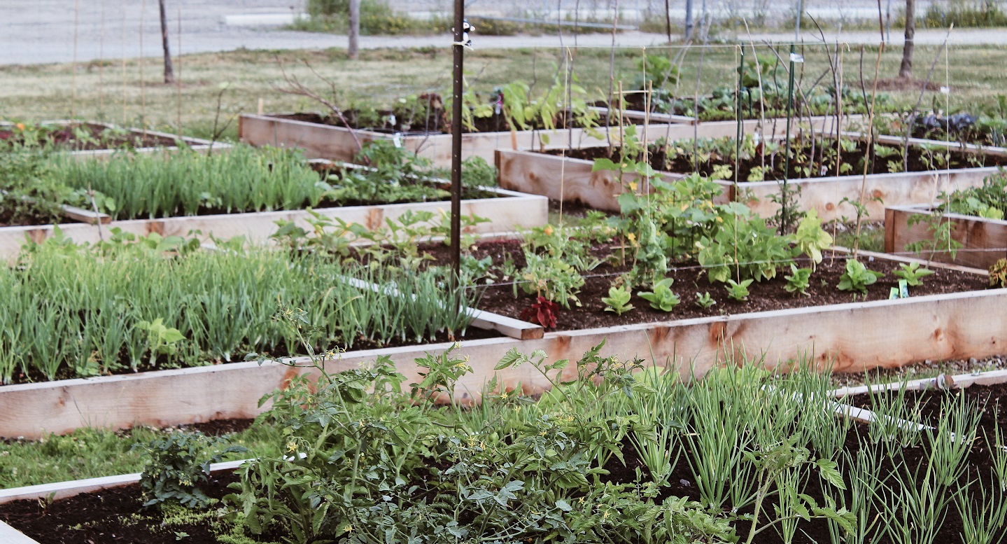 community garden