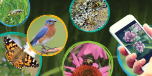 BioBlitz the Block @ Virtual BioBlitz