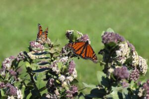 Unlocking the Mysteries of Monarchs and Milkweed @ Webinar Series