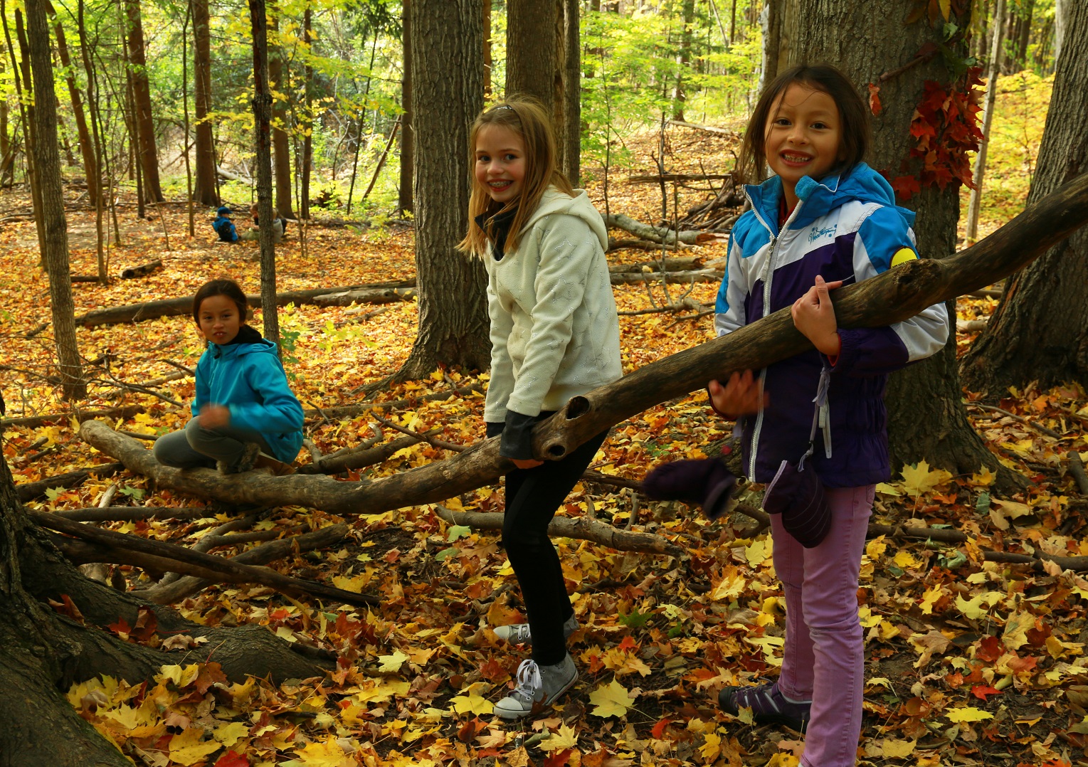 students explore forest during PA day camp at Kortright Centre for Conservation