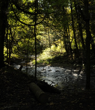 forest at Claremont Nature Center after dark