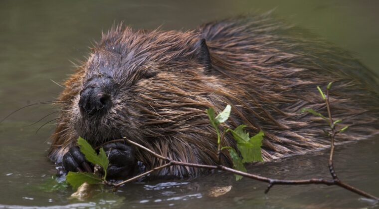 American Beaver - Toronto and Region Conservation Authority (TRCA)