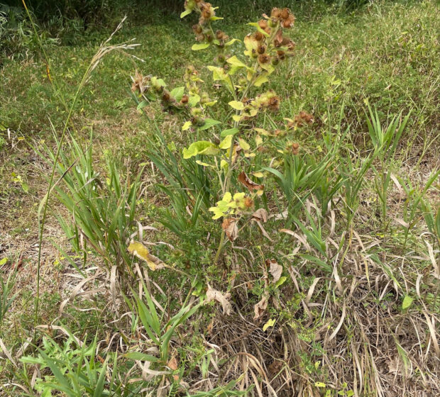 Invasive Species Removal at Indian Line