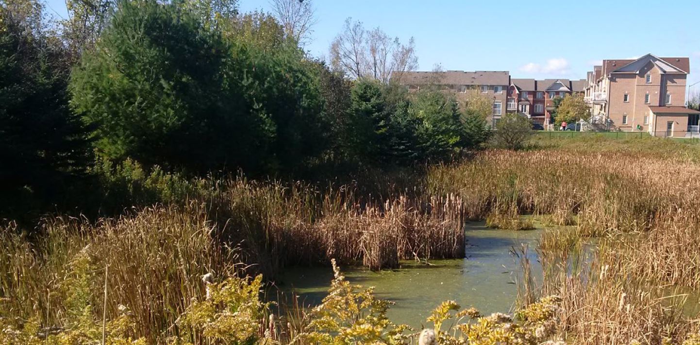 wetland area in Carruthers Creek watershed