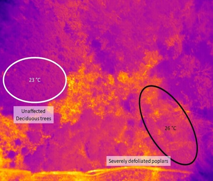 Temperature Check Using Thermal Imaging to Assess Forest Health