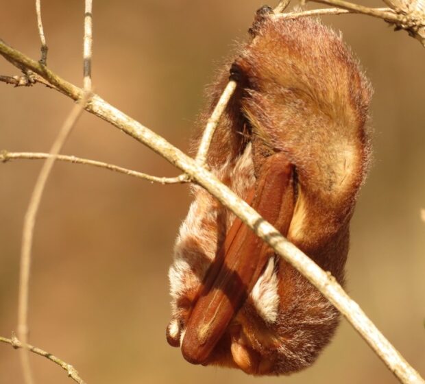 Monitoring Mysterious Mammals: Meet TRCA’s Bat Team