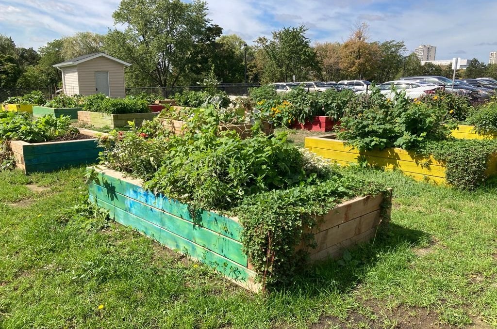 community garden in the Knightsbridge neighbourhood of Bramalea