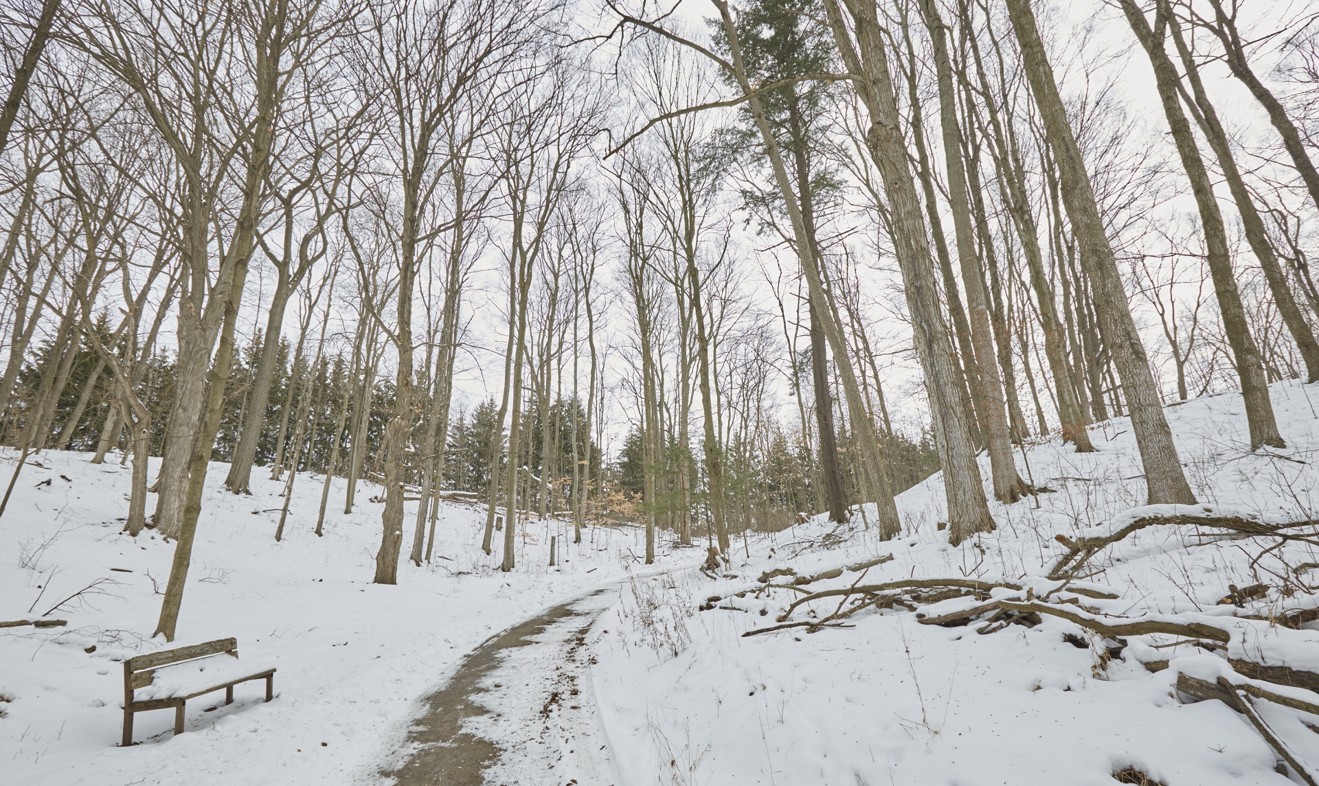 snow covered trail at Kortright Centre for Conservation