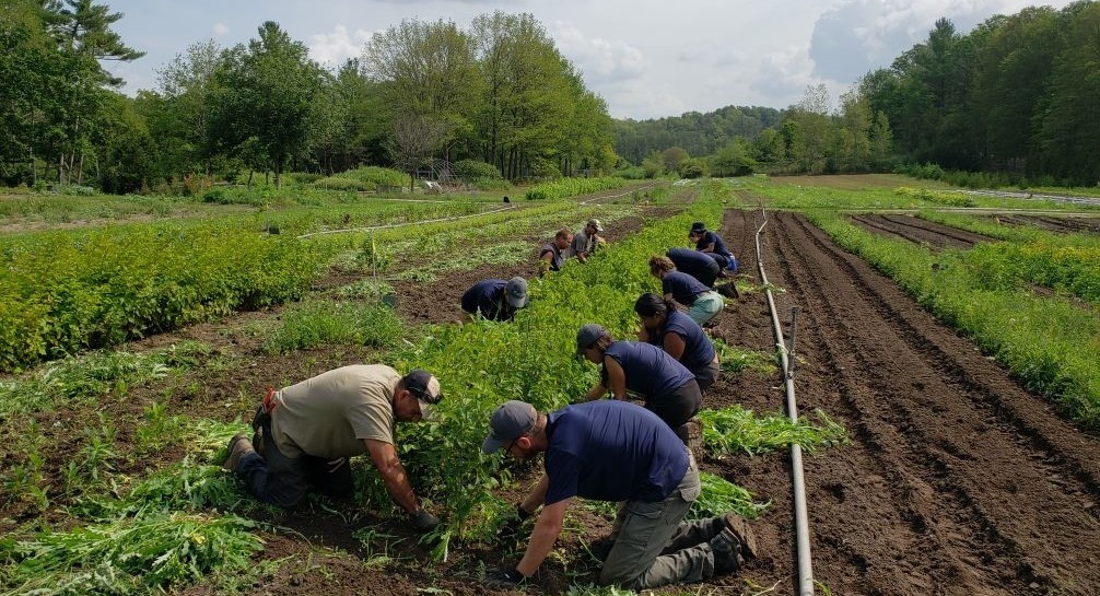 Nursery staff and the Ravine team weeding seedbeds.