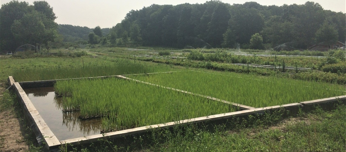 One of many tanks used at the TRCA Nursery for aquatic plant production