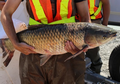 invasive carp found in Lake Ontario