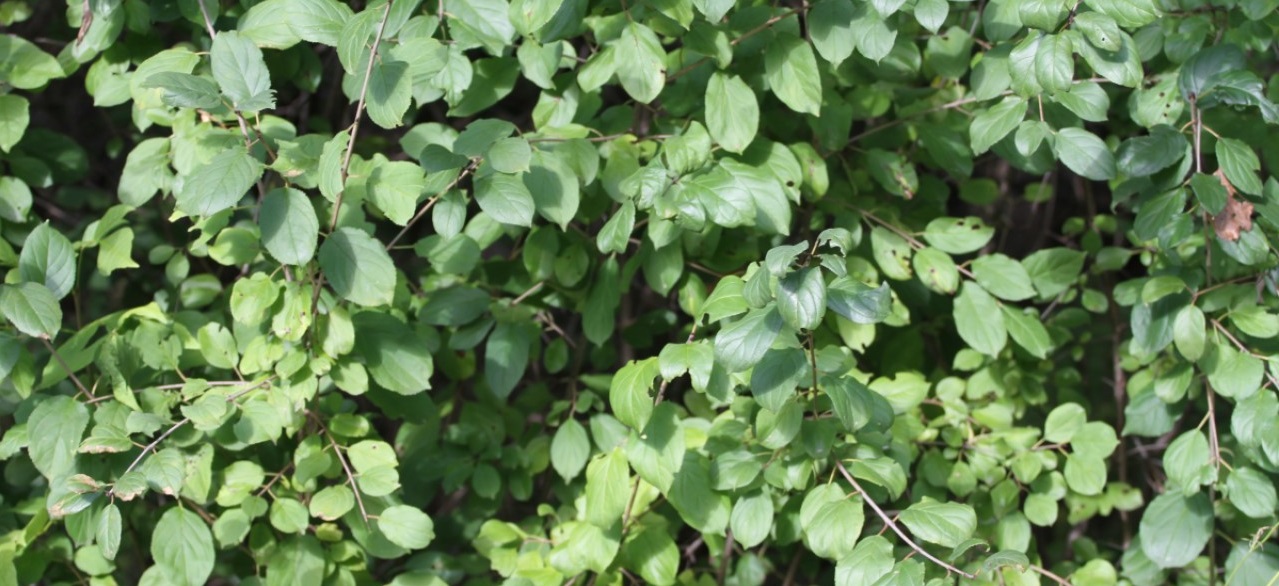 invasive buckthorn