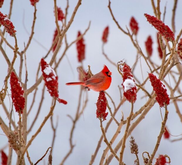 Winter Fun With TRCA