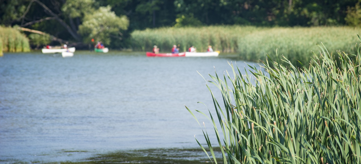 paddlers explore local waterway in TRCA jurisdiction