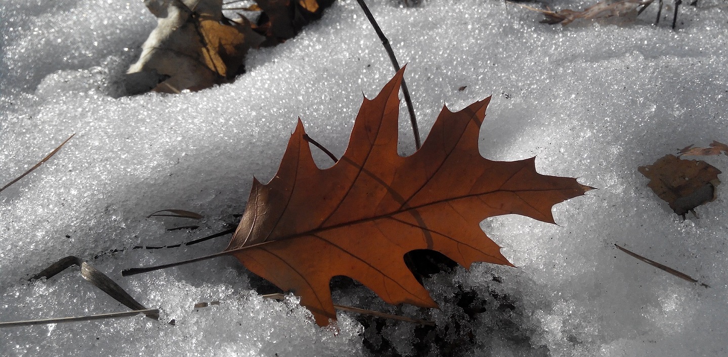 melting snow in spring