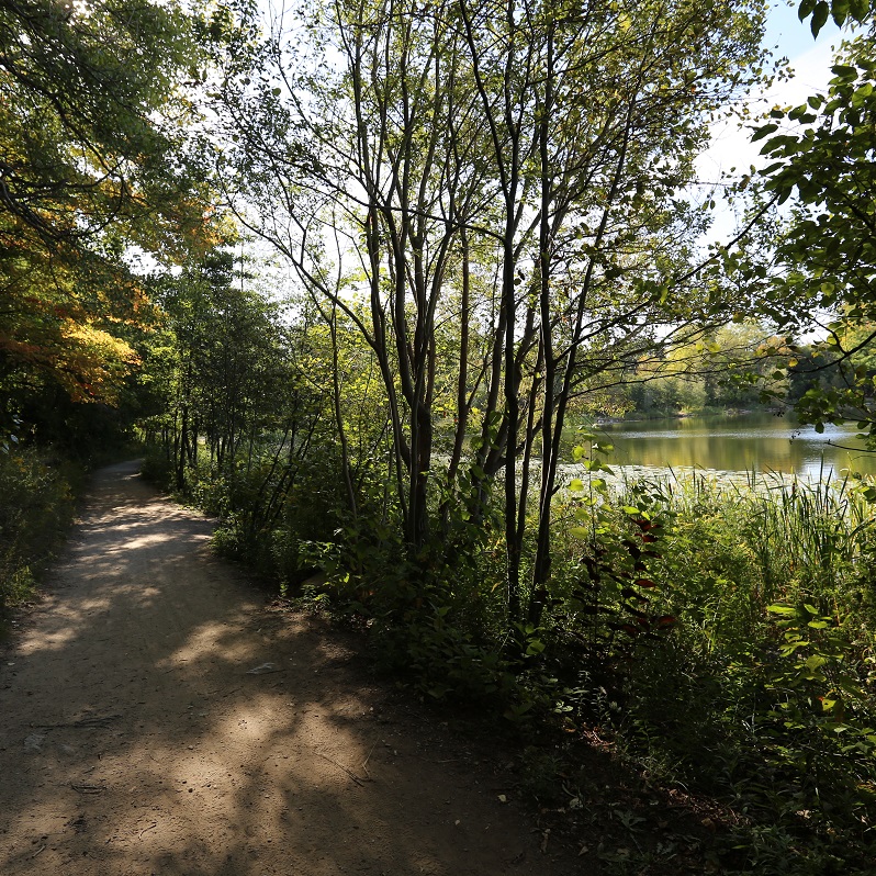 forest trail at Heart Lake Conservation Park