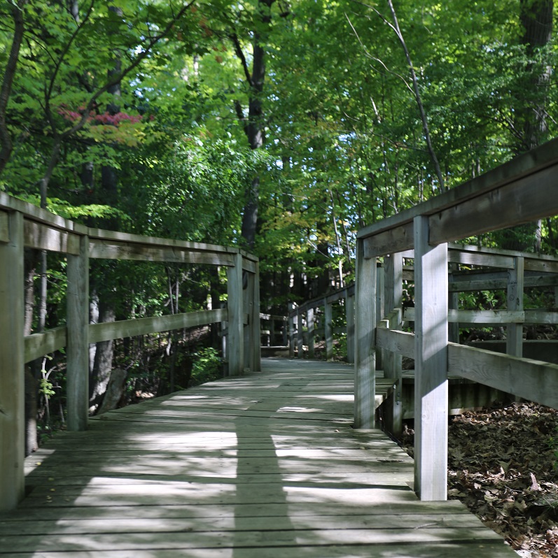 boardwalk through wetland area at Heart Lake Conservation Park