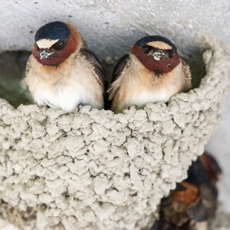 cliff swallows