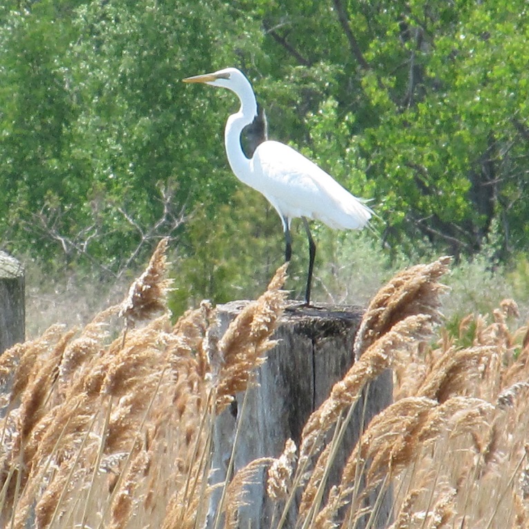 great egret - one of many species you may see at the TRCA spring bird festival